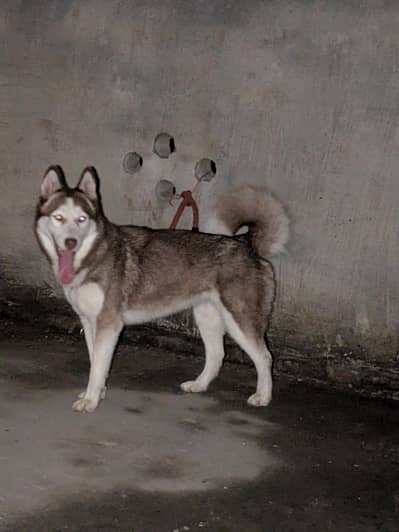 siberian husky