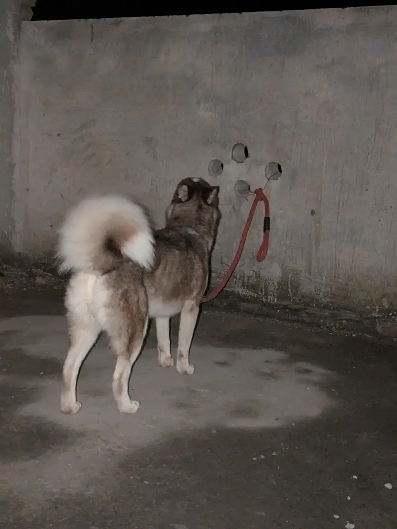 siberian husky — photo 2