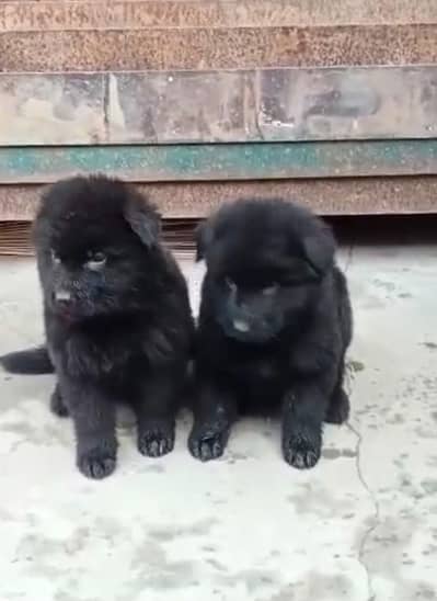 Black German shepherd