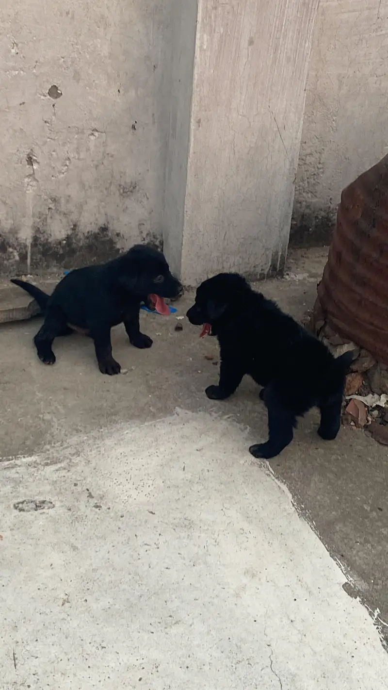 Black German shepherd — photo 2
