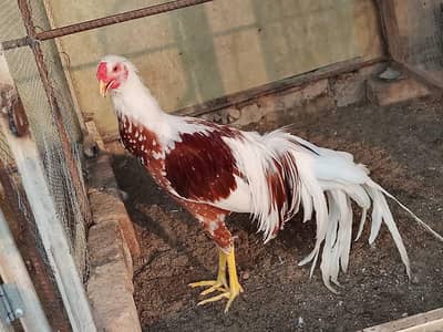 Yokohama Red Saddle, Rir , light Sussex+ wyandotte male. read 