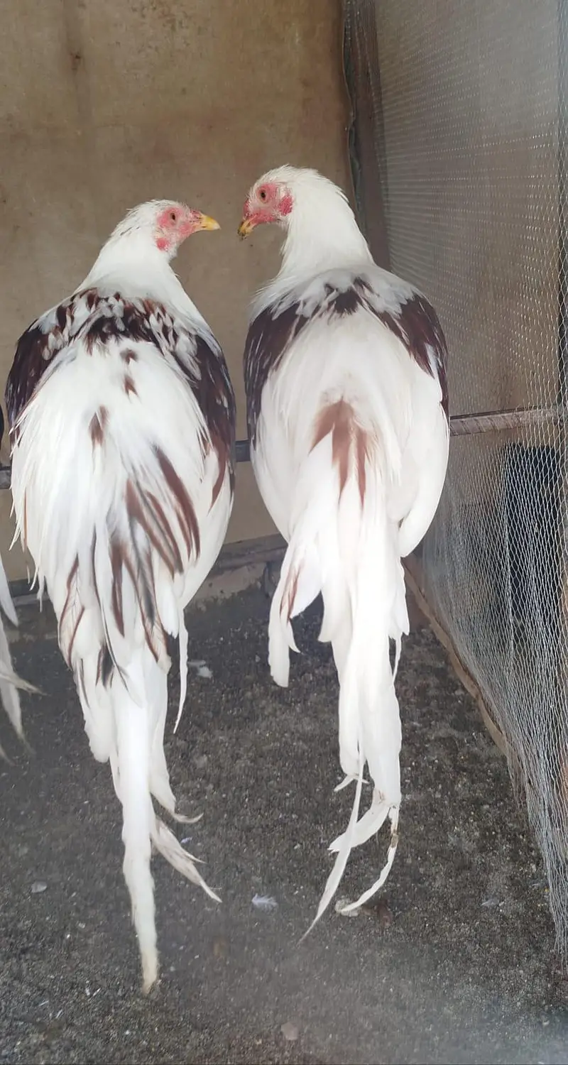 Yokohama Red Saddle, Rir , light Sussex+ wyandotte male. read  — photo 2