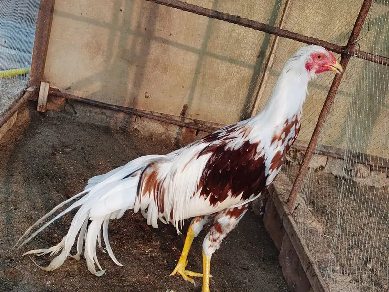 Yokohama Red Saddle, Rir , light Sussex+ wyandotte male. read  — photo 3