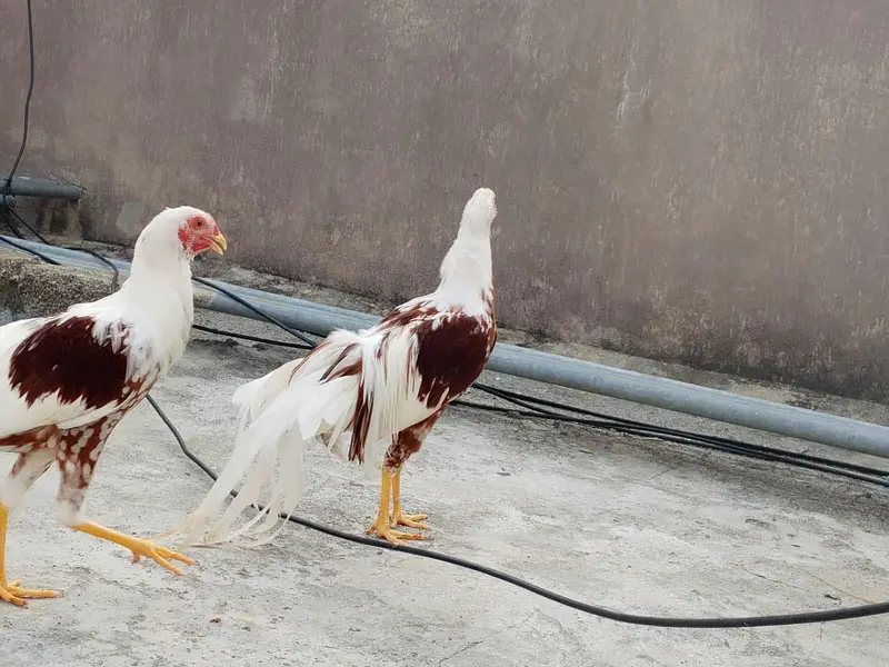 Yokohama Red Saddle, Rir , light Sussex+ wyandotte male. read  — photo 4