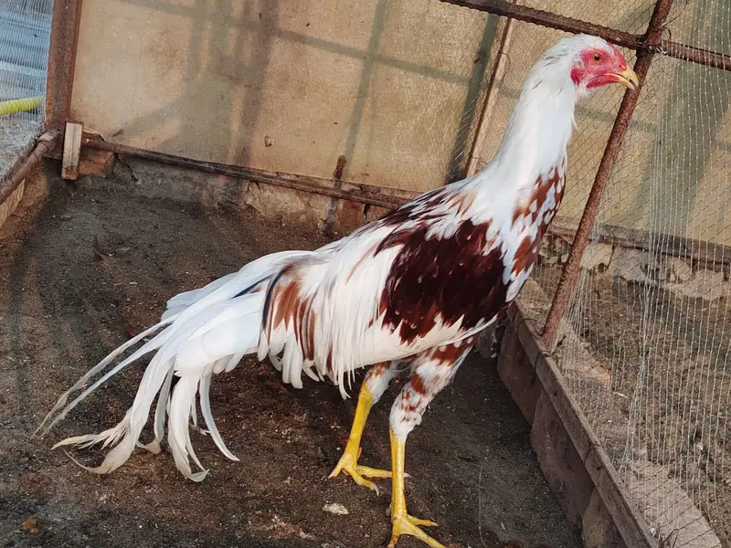 Yokohama Red Saddle, Rir , light Sussex+ wyandotte male. read  — photo 5