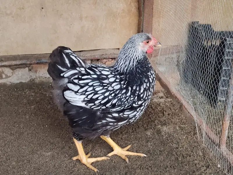 Yokohama Red Saddle, Rir , light Sussex+ wyandotte male. read  — photo 7