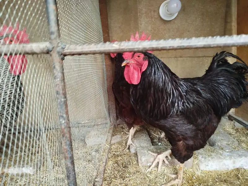 Yokohama Red Saddle, Rir , light Sussex+ wyandotte male. read  — photo 8