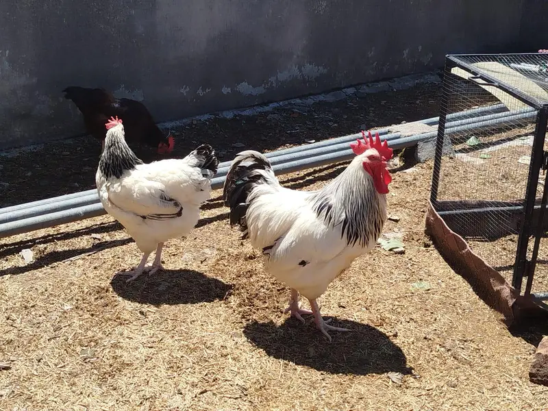 Yokohama Red Saddle, Rir , light Sussex+ wyandotte male. read  — photo 9