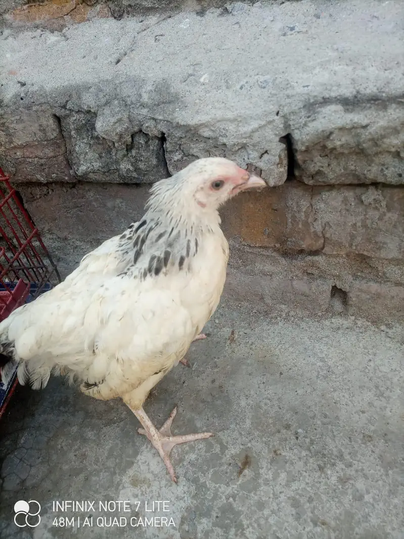 Yokohama Red Saddle, Rir , light Sussex+ wyandotte male. read  — photo 10
