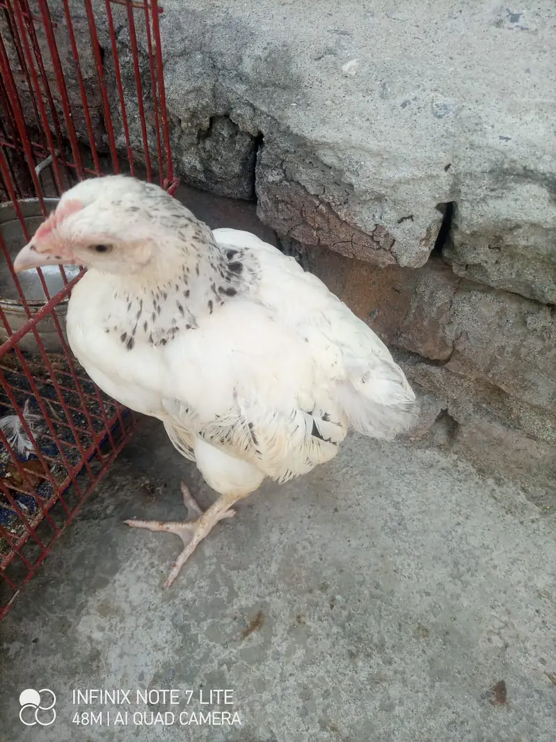 Yokohama Red Saddle, Rir , light Sussex+ wyandotte male. read  — photo 12
