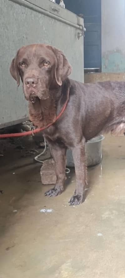 PKC pedigree 03144588838