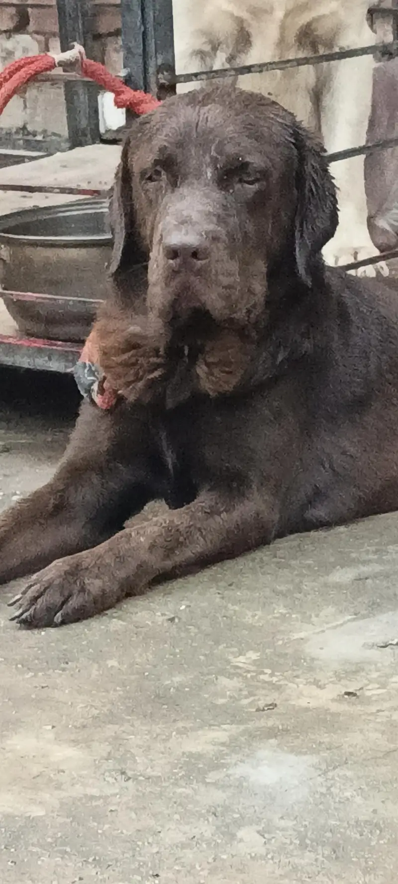 PKC pedigree 03144588838 — photo 2