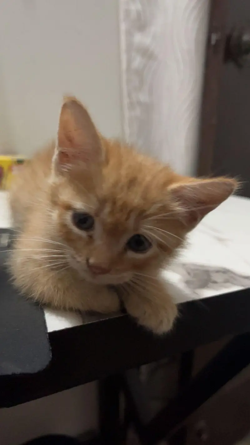 Kitten Mashallah fully healthy and active — photo 2