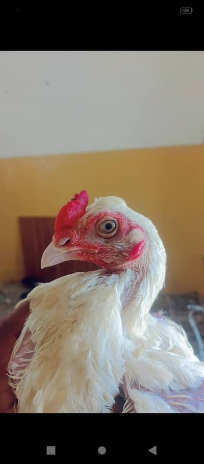 top quality bengum paper white aseel chicks for sale