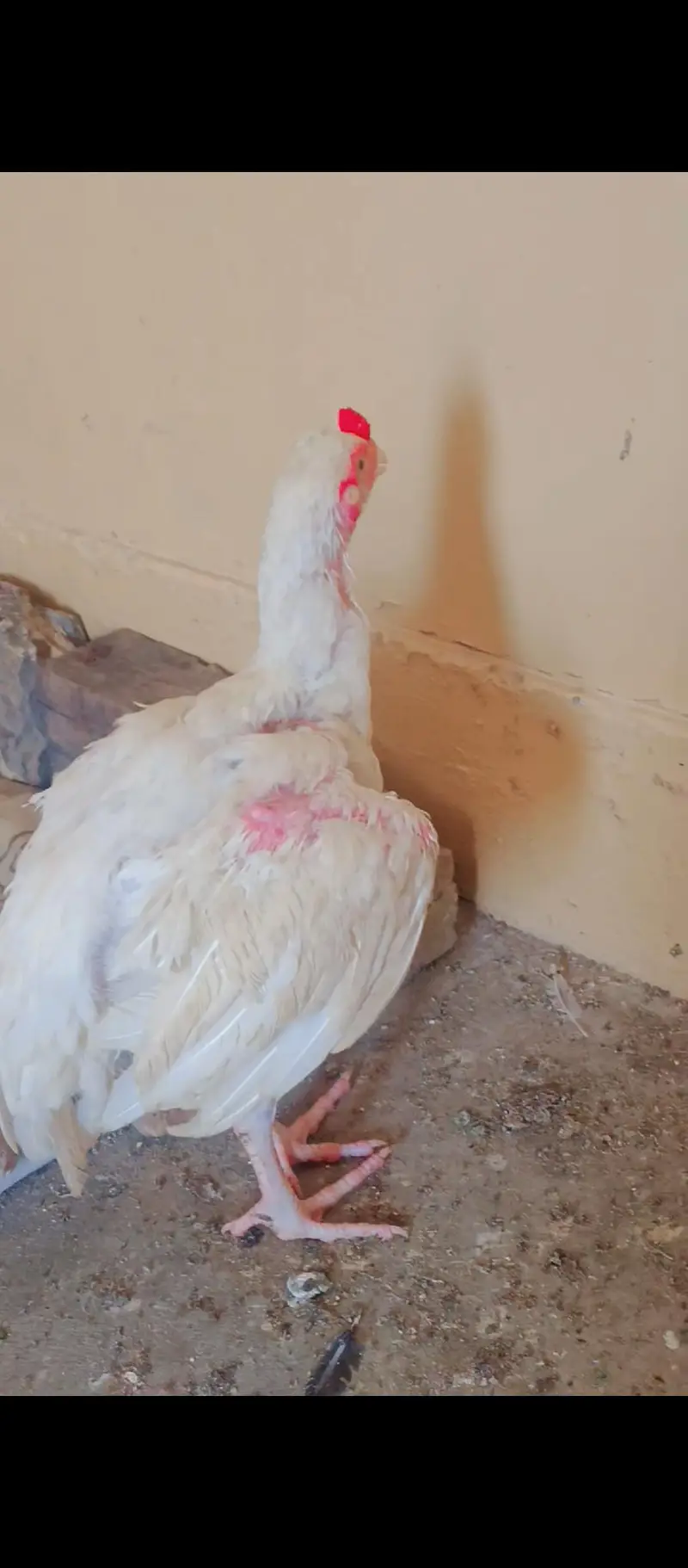 top quality bengum paper white aseel chicks for sale — photo 2