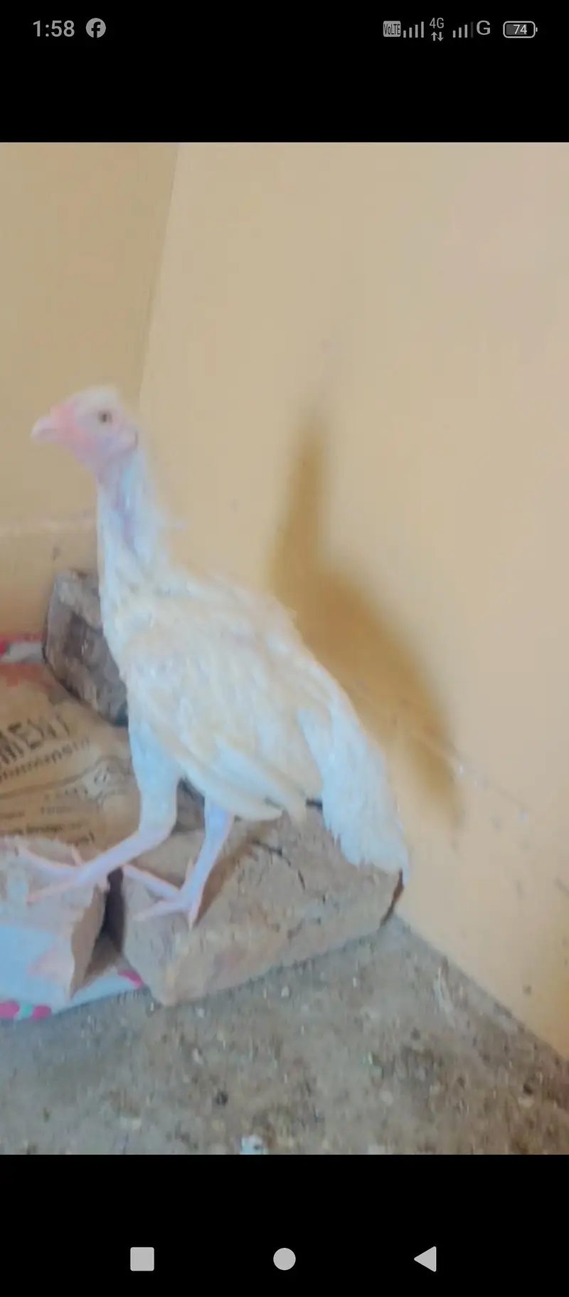 top quality bengum paper white aseel chicks for sale — photo 3