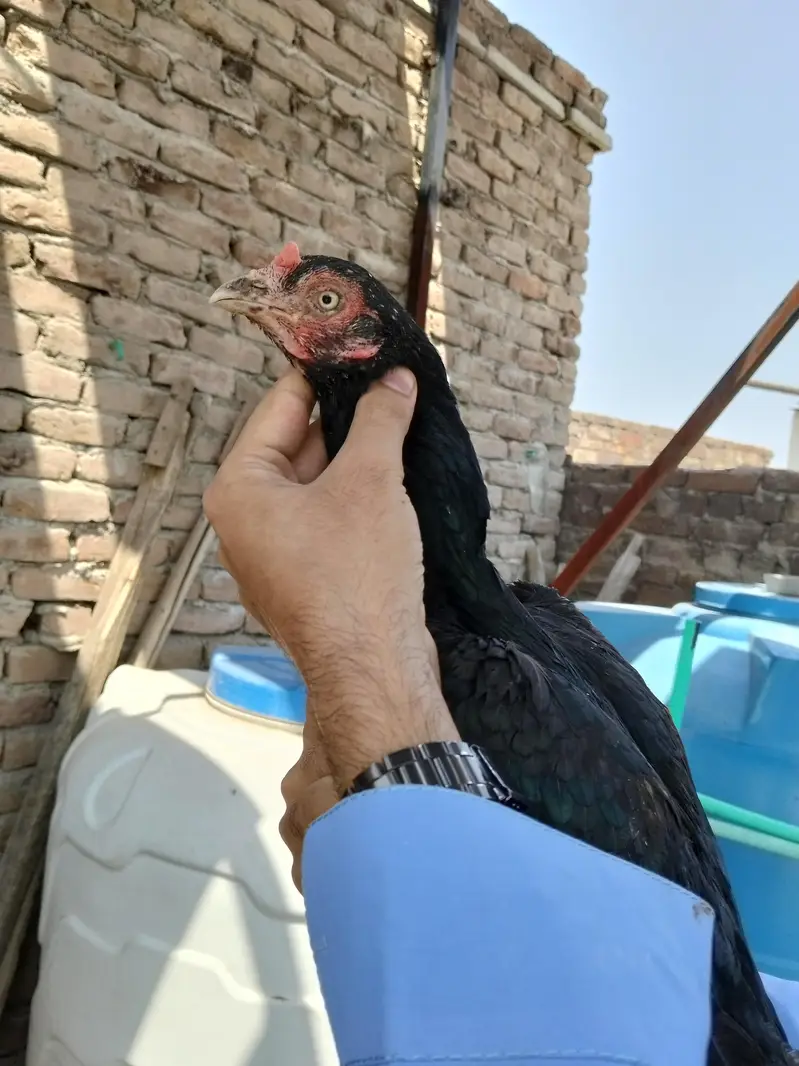 Mushki Madi — photo 4