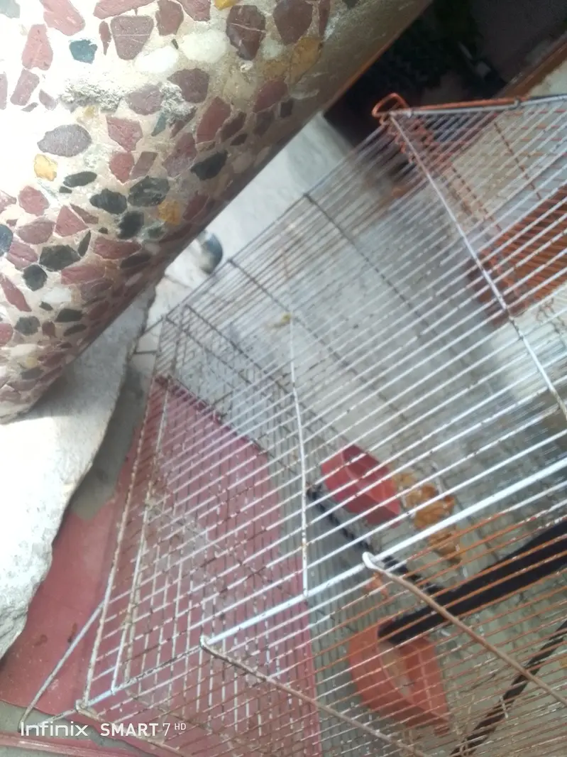 cage for sale — photo 2