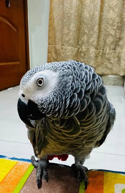 African grey female