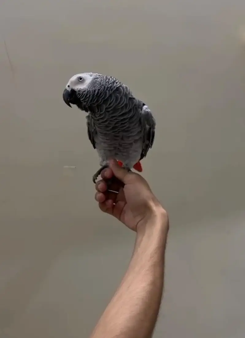African grey female — photo 3