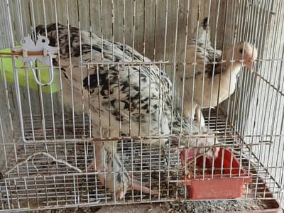 Brahma Chicken
