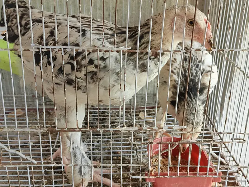 Brahma Chicken — photo 2