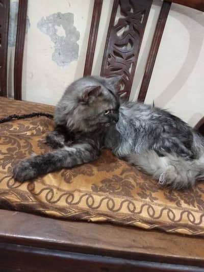 Adult pair or cats and 1 month old kittens available for sale