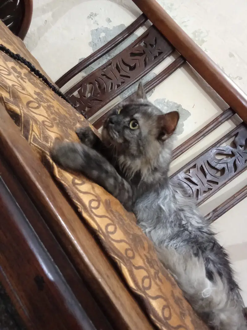 Adult pair or cats and 1 month old kittens available for sale — photo 2