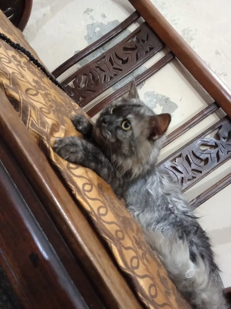 Adult pair or cats and 1 month old kittens available for sale — photo 3