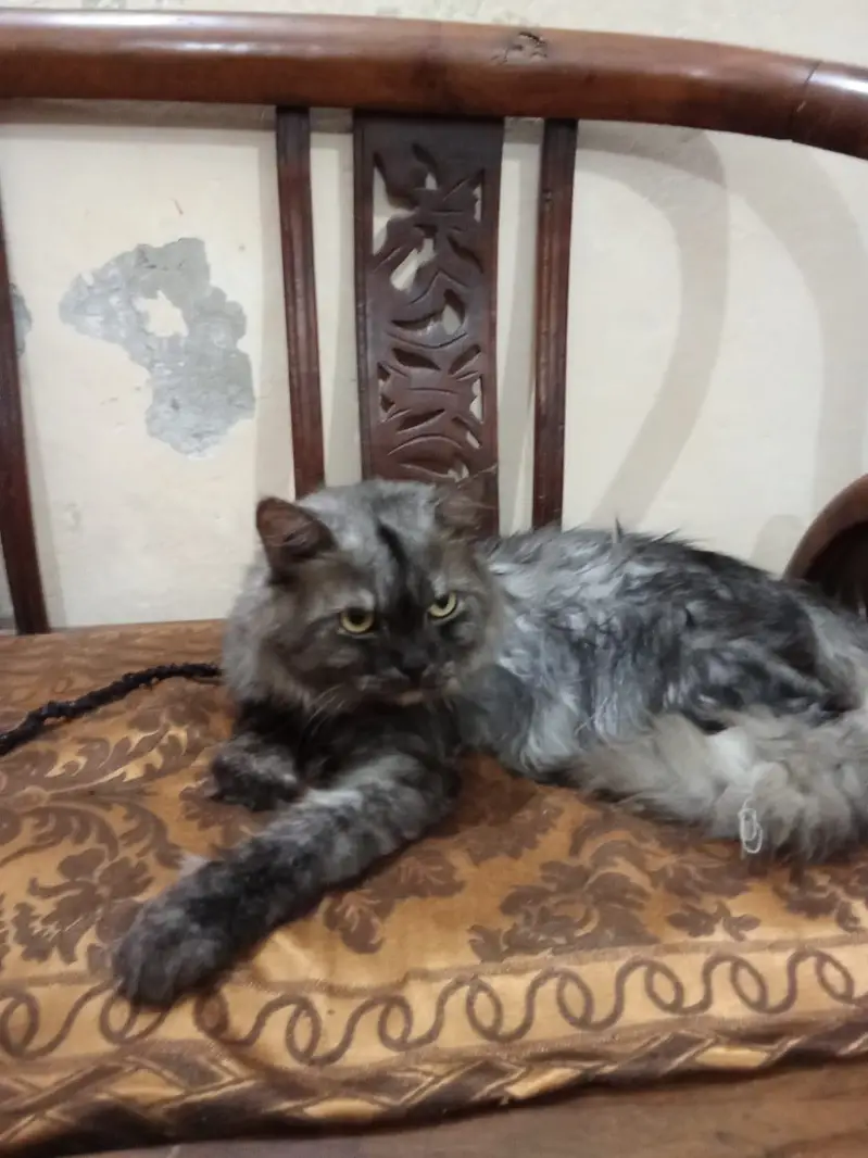 Adult pair or cats and 1 month old kittens available for sale — photo 4