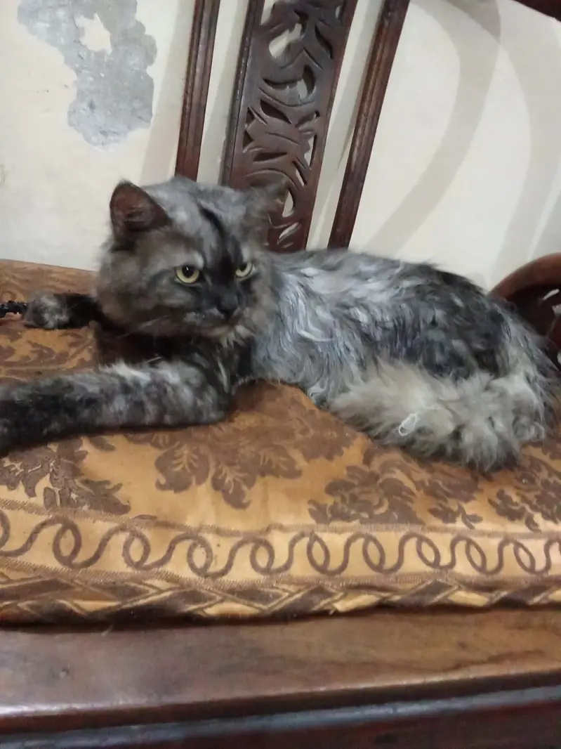 Adult pair or cats and 1 month old kittens available for sale — photo 5