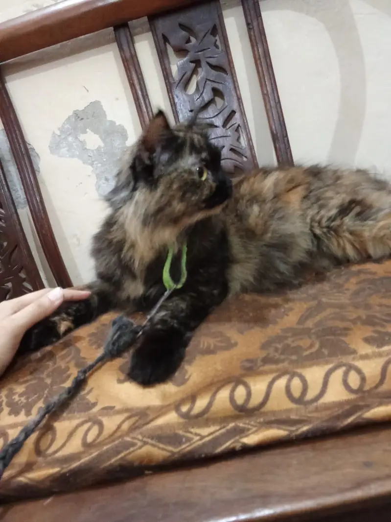 Adult pair or cats and 1 month old kittens available for sale — photo 6