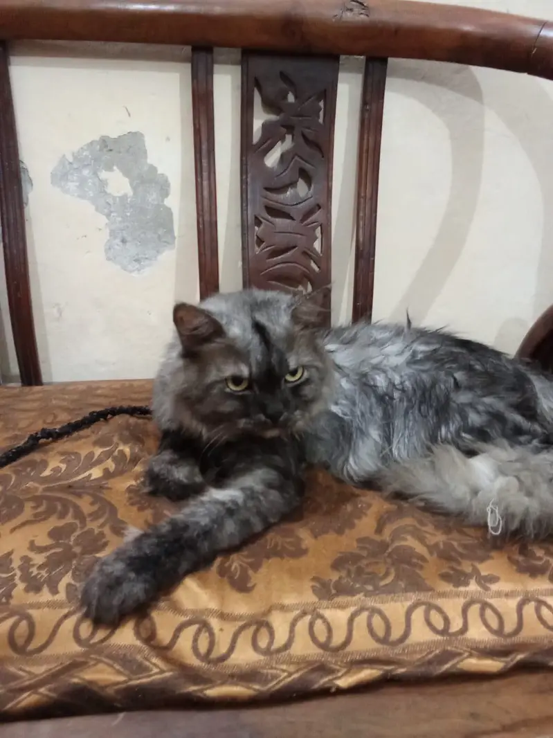 Adult pair or cats and 1 month old kittens available for sale — photo 7