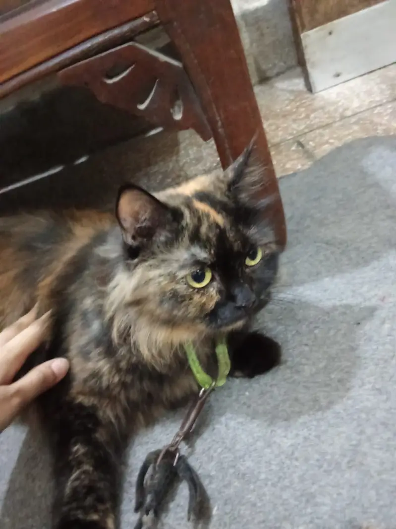 Adult pair or cats and 1 month old kittens available for sale — photo 8