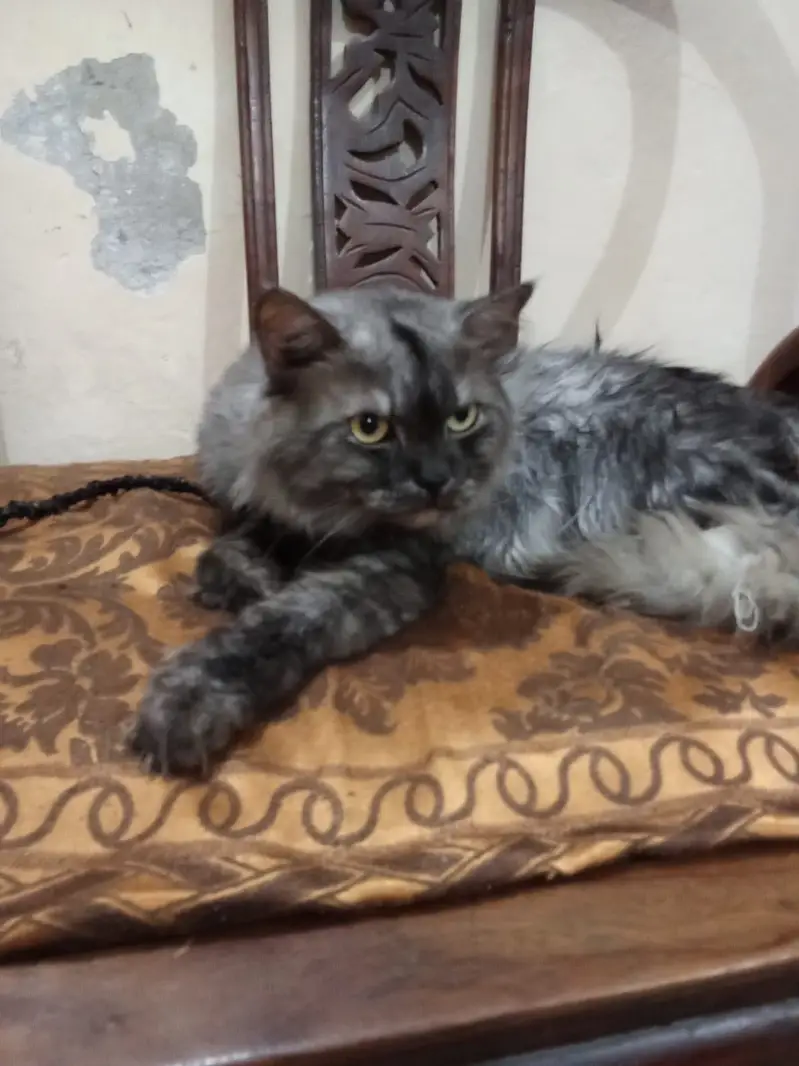 Adult pair or cats and 1 month old kittens available for sale — photo 9