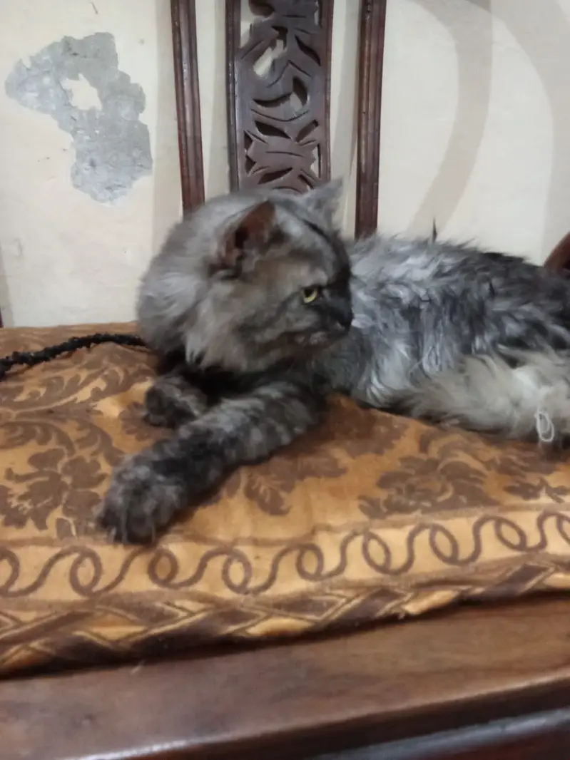 Adult pair or cats and 1 month old kittens available for sale — photo 10