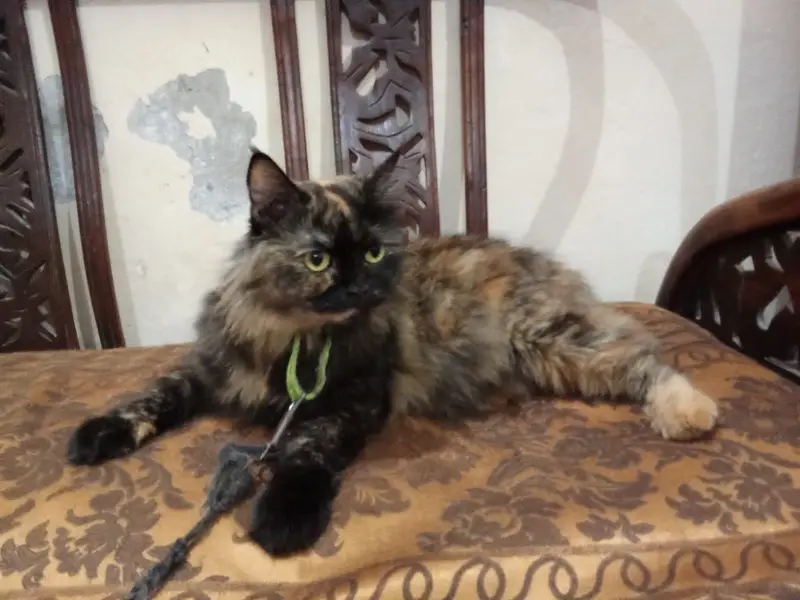 Adult pair or cats and 1 month old kittens available for sale — photo 11