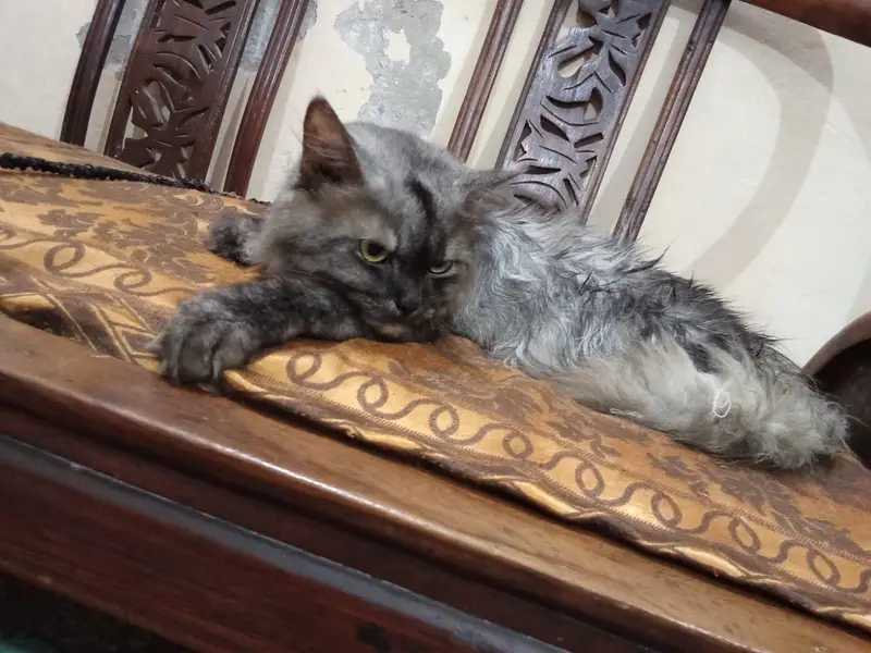 Adult pair or cats and 1 month old kittens available for sale — photo 12