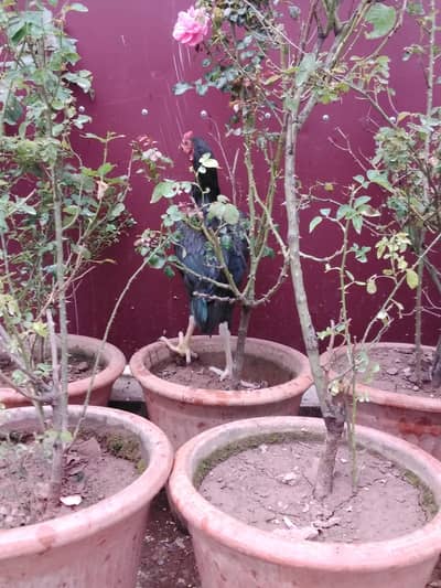 areal murga