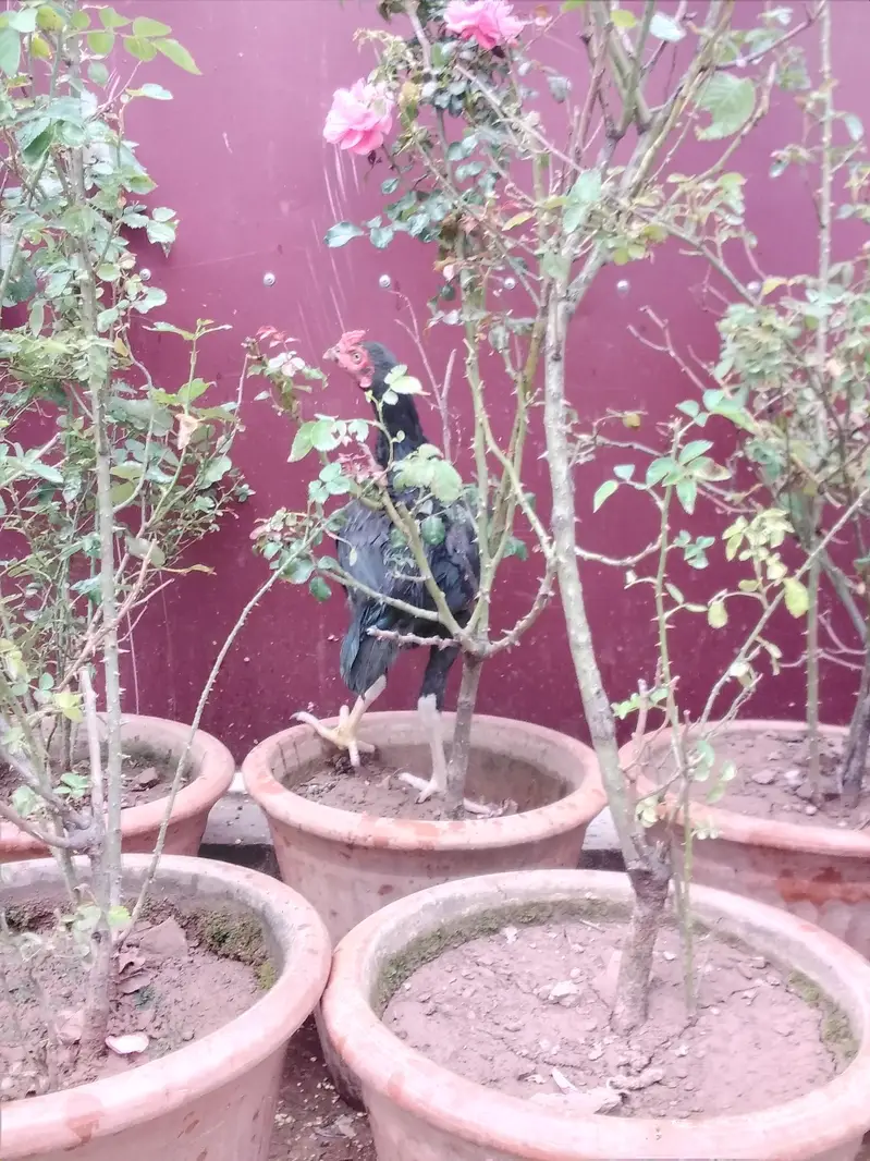 areal murga — photo 2