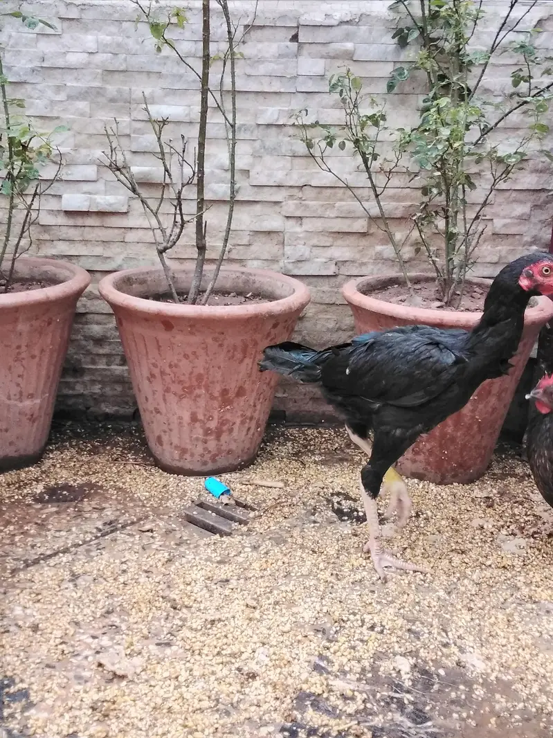 areal murga — photo 3