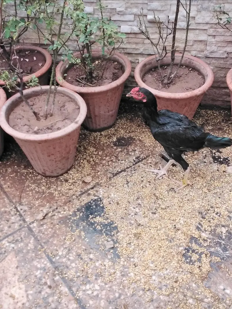 areal murga — photo 4
