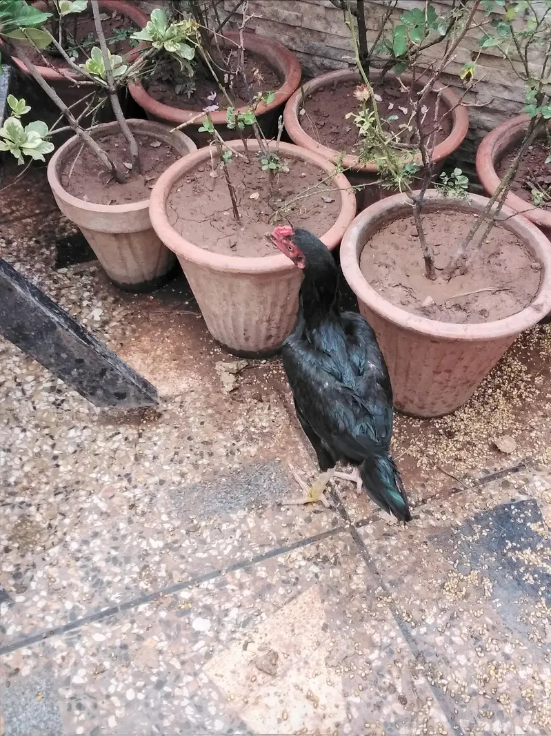areal murga — photo 5