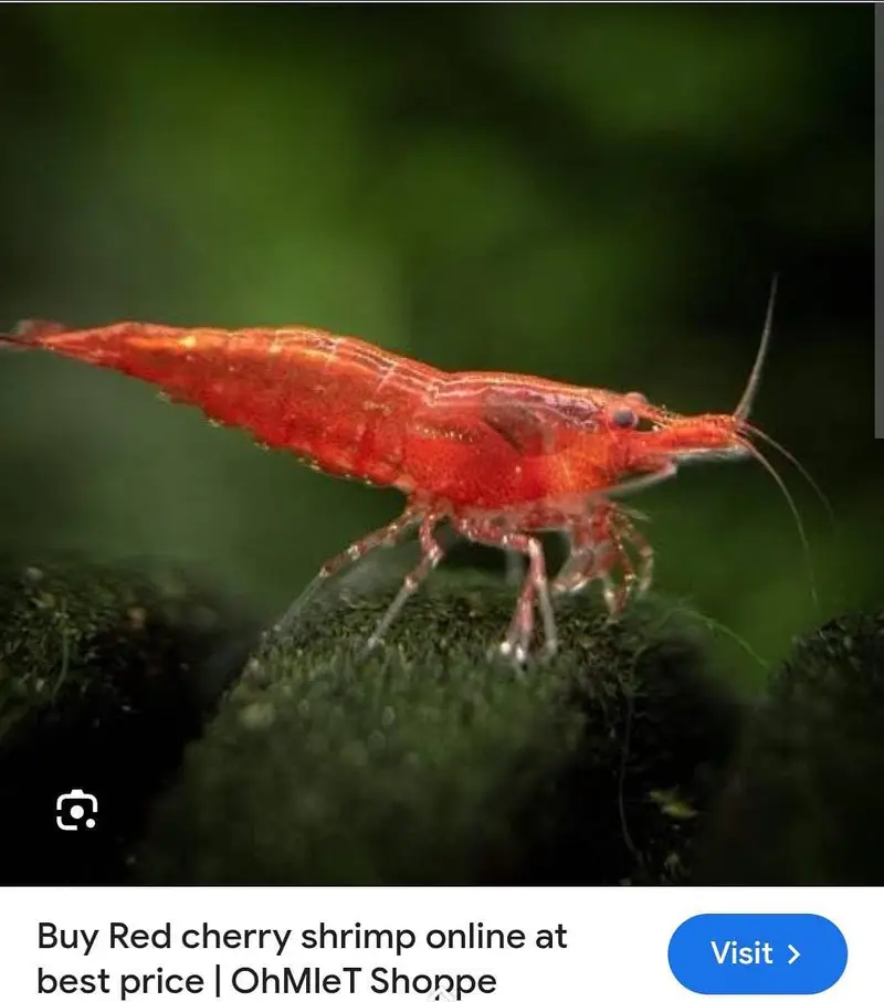 cherry shrimps and aquatic plants WhatsApp 03037022290 — photo 2