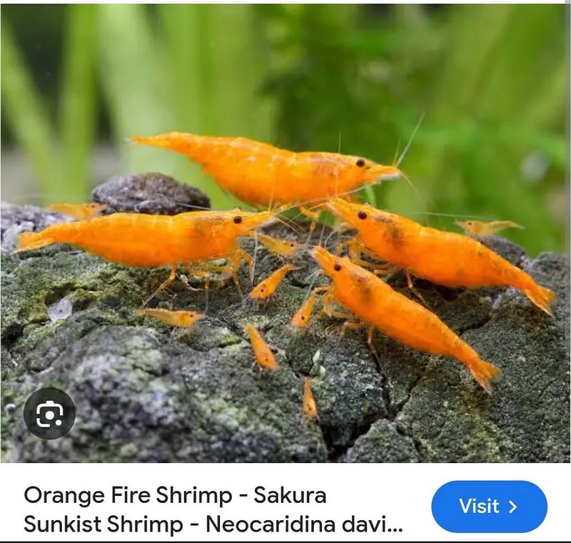cherry shrimps and aquatic plants WhatsApp 03037022290 — photo 5