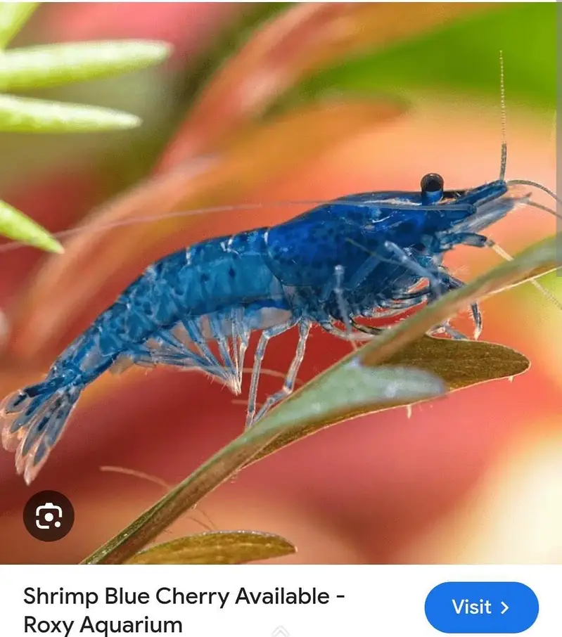 cherry shrimps and aquatic plants WhatsApp 03037022290 — photo 6