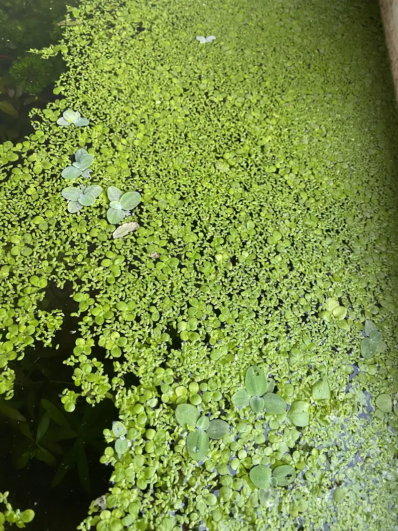 cherry shrimps and aquatic plants WhatsApp 03037022290 — photo 7