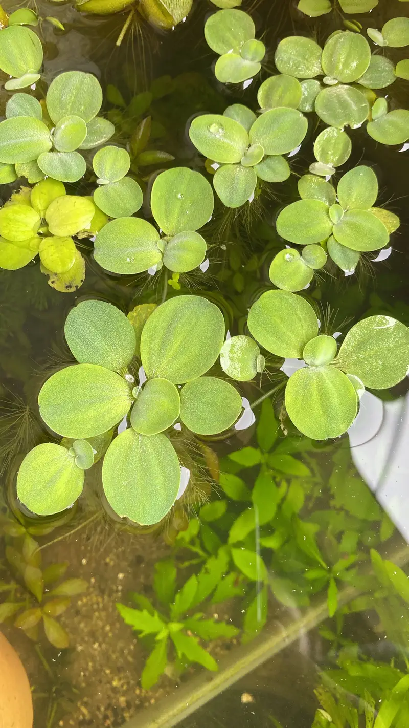 cherry shrimps and aquatic plants WhatsApp 03037022290 — photo 8