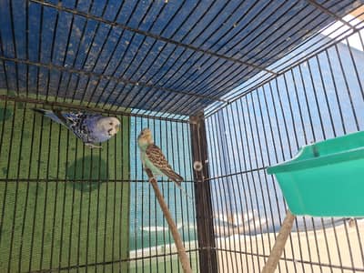 Mix budgie
