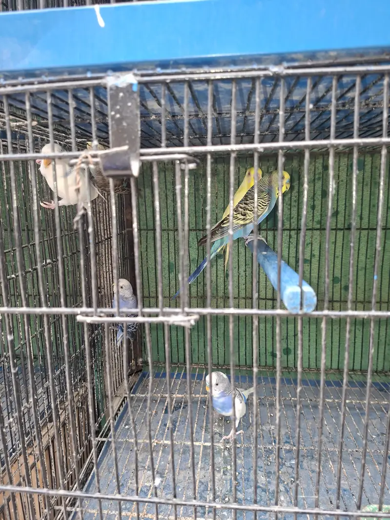 Mix budgie — photo 2